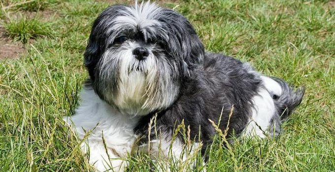Affen Tzu Adventures: Uncovering the Joy of Living with a Hybrid Marvel