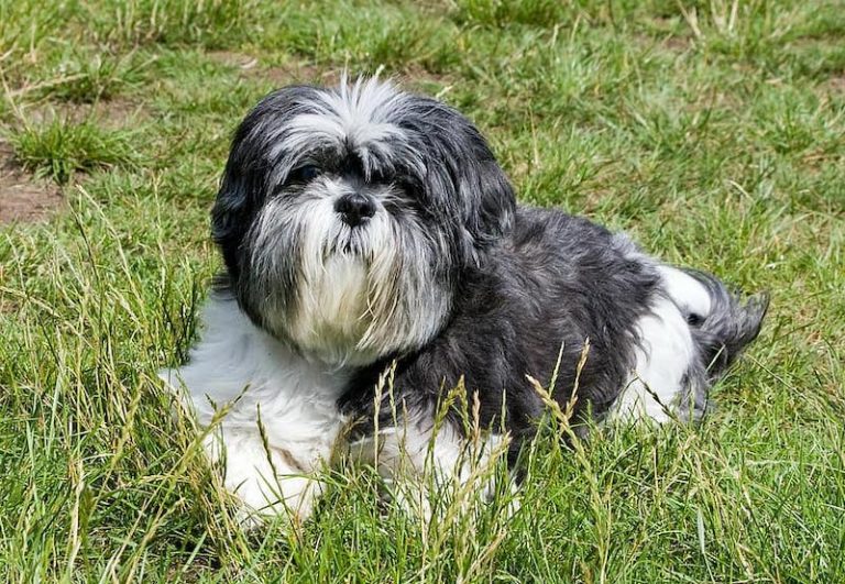 Affen-Tzu-mixed-dog-breed