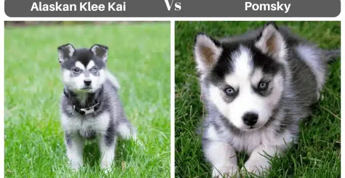 Alaskan Klee Kai vs Pomsky: A Tail-Wagging Tussle of Cute Canines!