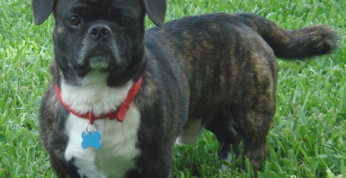 Why the American Bullnese Might Be the Perfect Match for Your Home