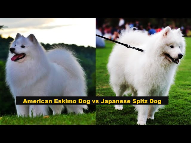 American Eskimo vs Japanese Spitz