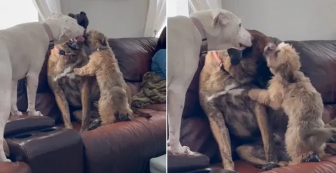 Abused Dog, Rex, Has The Pawfect Siblings To Help Him Overcome Anxiety