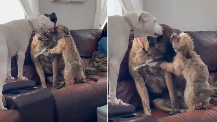 Anxious-Dog-Finds-Comfort-In-His-Doggie-Siblings-After-Being-Saved-From-Abusive-Owners