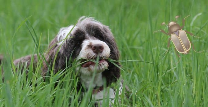 Are Boxelder Bugs Poisonous to Dogs?