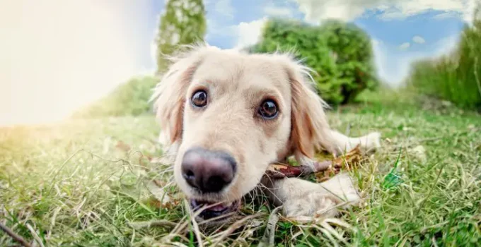 Are Buffalo Horns Safe for Dogs?