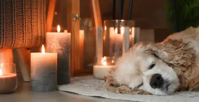 Are Candles With Essential Oils Safe for Dogs?