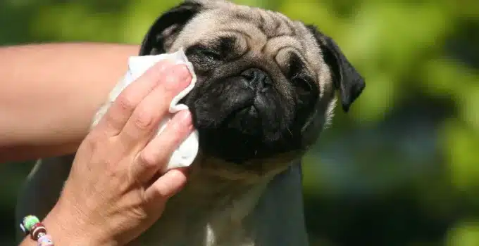 Are Cottonelle Wipes Safe for Dogs?