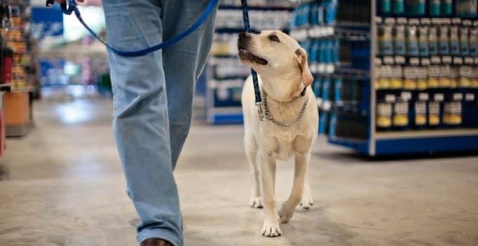 Are Dogs Allowed in REI? A Guide for Furry Adventure Companions