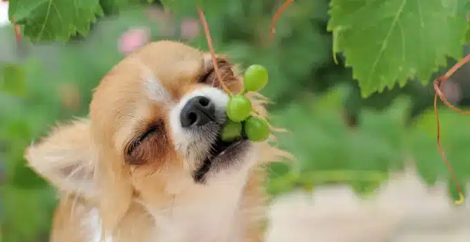 Are Muscadine Grapes Poisonous to Dogs?