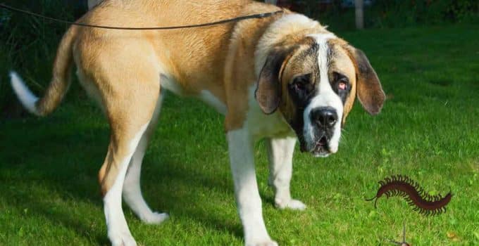Are Centipedes Poisonous to Dogs?