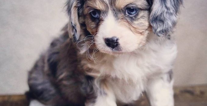 Aussalier: Everything You Need to Know About This Adorable Companion