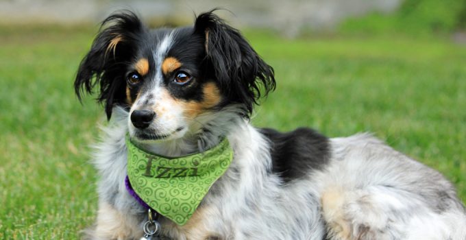 Austi-Pap Essentials: Understanding Your Hybrid Dog’s Needs for a Happy Life