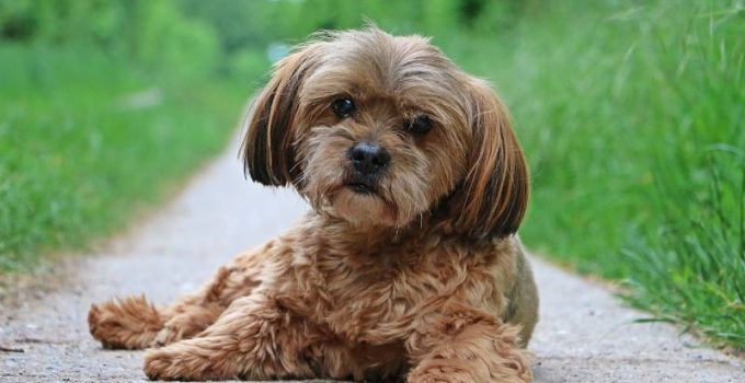 The Be-Apso Buzz: Unraveling the Charm of the Beagle-Lhasa Mix