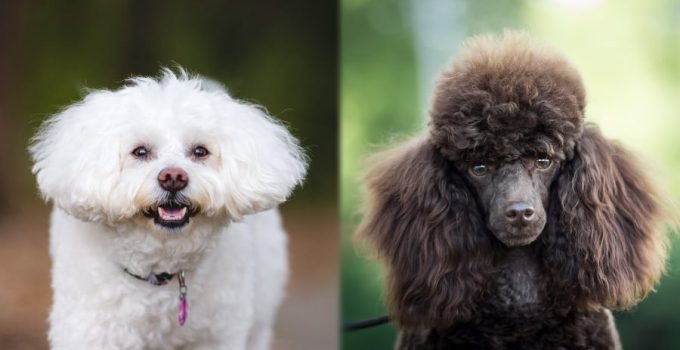 Bichon Frise vs Poodle: Unveiling the Best Curls of the Canine World