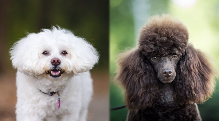 Bichon Frise vs Poodle