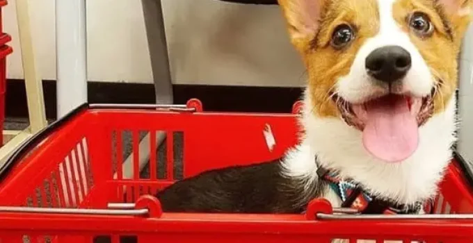 Are Dogs Allowed in CVS? The Bark Behind the Brand’s Policy!