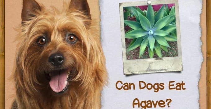 Can Dogs Have Agave? Understanding Its Impact on Your Pet’s Health