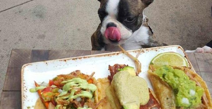 Can Dogs Eat Burritos? Barking Up the Right (or Wrong) Taco Tree!