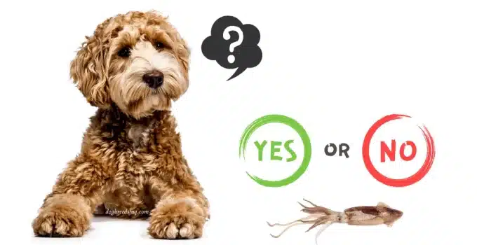 Can Dogs Eat Calamari? Or Are They Just Squidding Around?