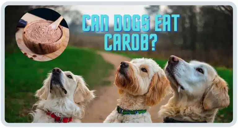 Can Dogs Eat Carob? Discovering a Dog-Friendly Sweet Treat