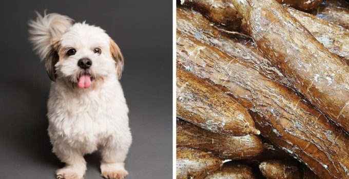 Can Dogs Eat Cassava?
