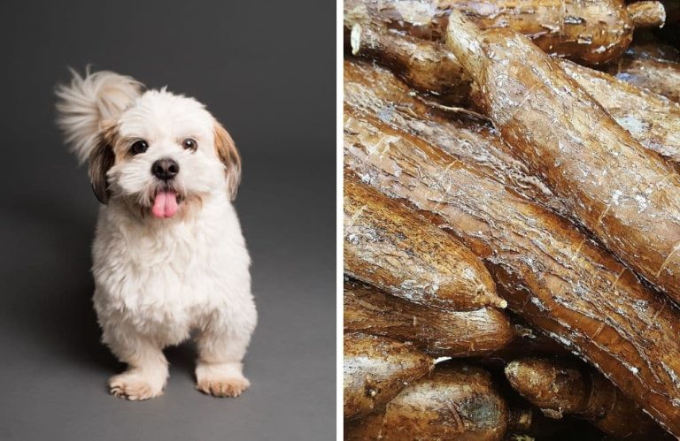 Can Dogs Eat Cassava?