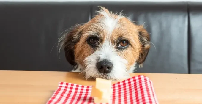 Can Dogs Eat Cheese Rind?