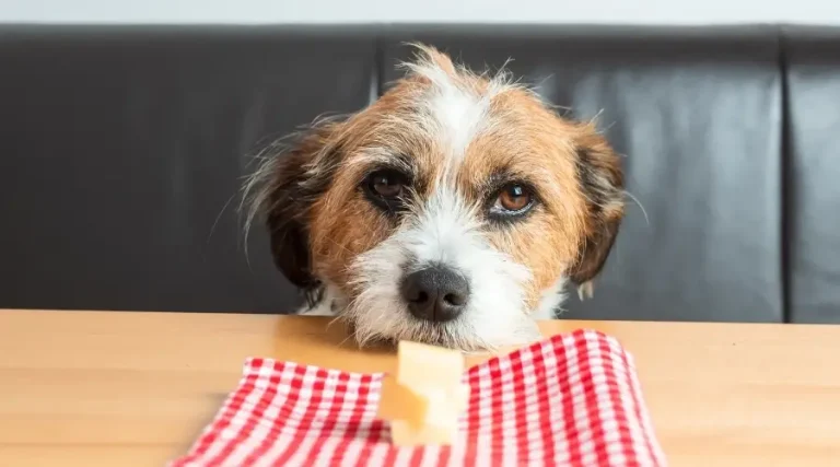 Can Dogs Eat Cheese Rind?