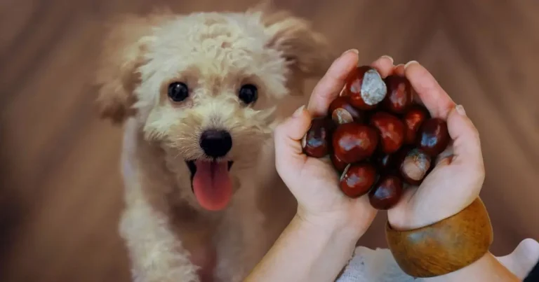 Can Dogs Eat Chestnuts?