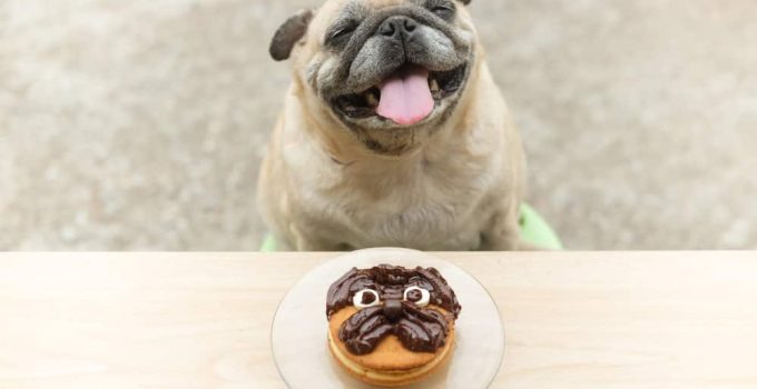 Can Dogs Eat Cacao Nibs? From Cocoa Beans to Canine Safety, We’ve Got the Scoop!