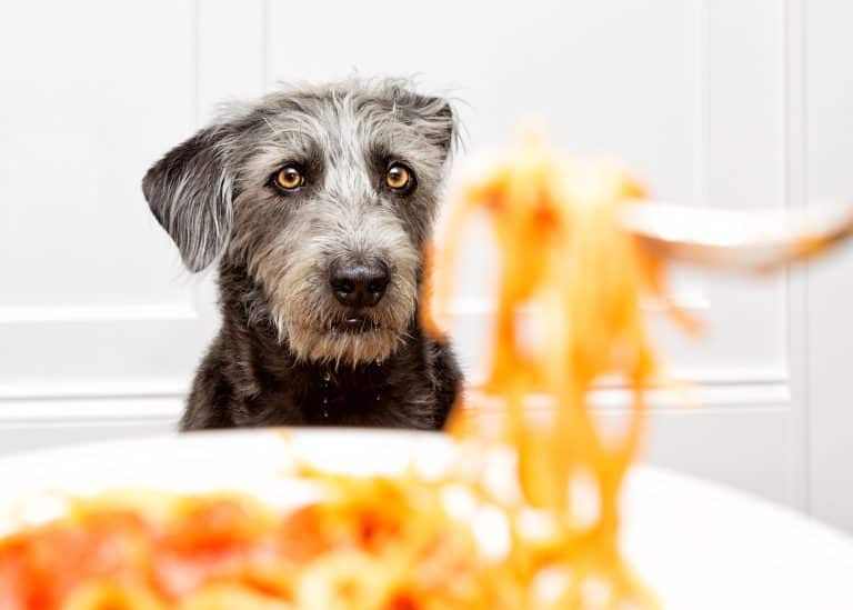 Can Dogs Eat Chow Mein?