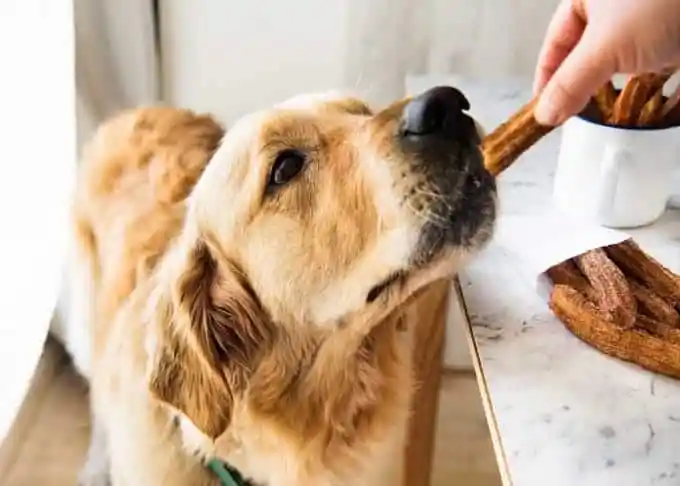 Can Dogs Eat Churros?