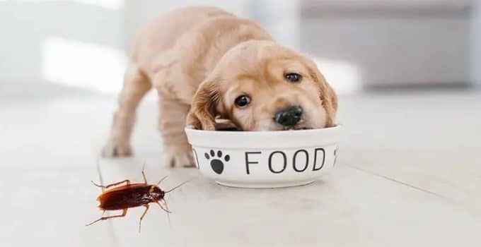 Can Dogs Eat Roaches? A Crunchy Conundrum