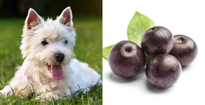 Can Dogs Eat Acai? Uncovering the Berry Good Facts