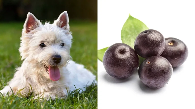 Can-dogs-eat-acai