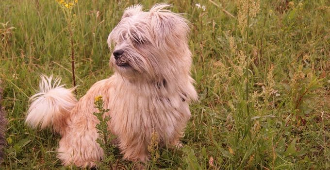 Care Tzu Cuddles: Discover the Joy of Life with a Cairn Terrier Shih Tzu Mix