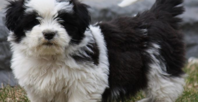 Meet the Shorgi: The Adorable Dog Breed Winning Hearts Worldwide