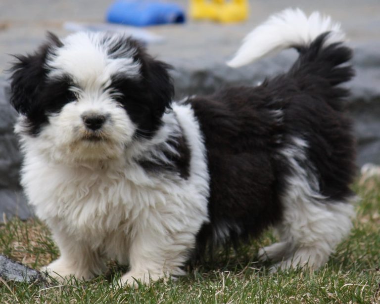 Corgi_Shih_Tzu_Hybrid