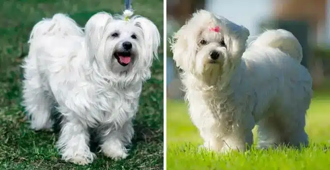 Coton de Tulear vs Maltese: A Tail-Wagging Duel of Two Adorable Breeds