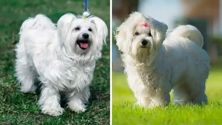 Coton-de-Tulear-vs-Maltese-Whats-The-Difference