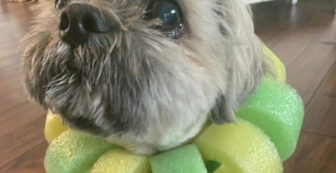 DIY Dog Cone Pool Noodle: Beyond the Cone of Shame!
