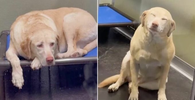 Dog Blossomed When She Heard Her Mom’s Voice Again After A Week In The Boarding Facility