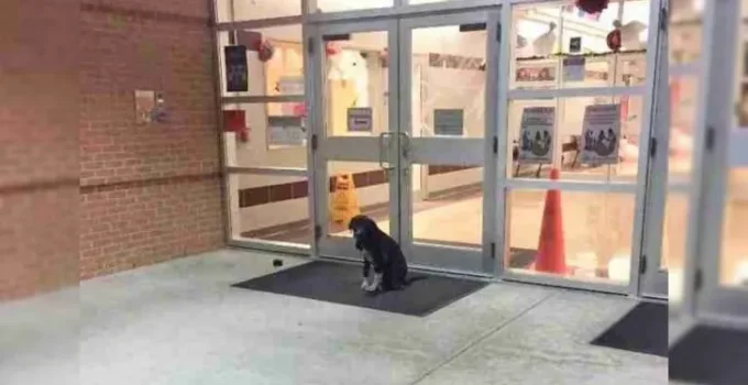 Dog Keeps Appearing At School Every Day, And A Teacher Decided To Help Him