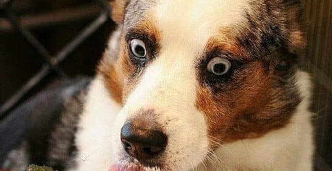 How Long Does Cane Toad Poisoning Take In Dogs?