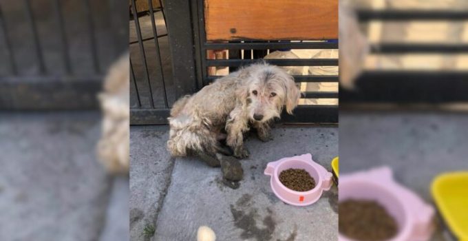 Dog Spends Days On The Sidewalk Waiting For Owner To Return, Not Knowing That He Is Abandoned