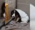 Dog Was So Abused In The Past That Now She “Soils Herself” When Anyone Comes Close
