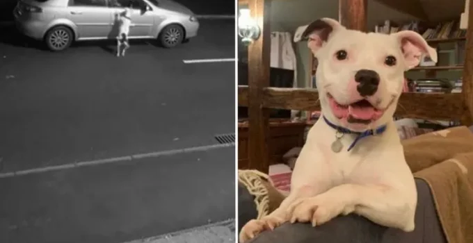 Dog Whose Abandonment Was Caught On Camera Smiles Again In A New Home