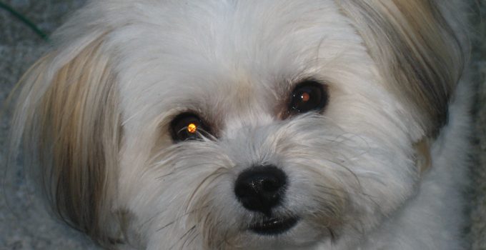 Ewokian Essentials: Your Ultimate Guide to the Galaxy’s Most Adorable Pet