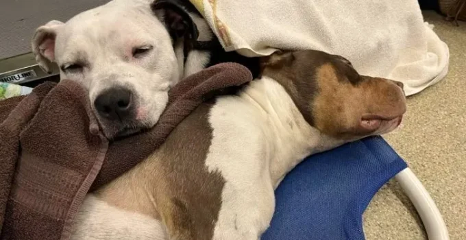 Loyal Dog Sticks To His Best Bud In The World To The Very End