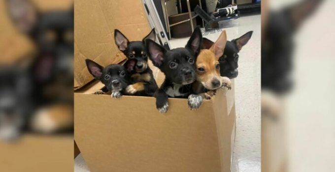 Five Adorable Fur Babies Dumped Outside High School Ran Up To A Teacher, Pleading For Help